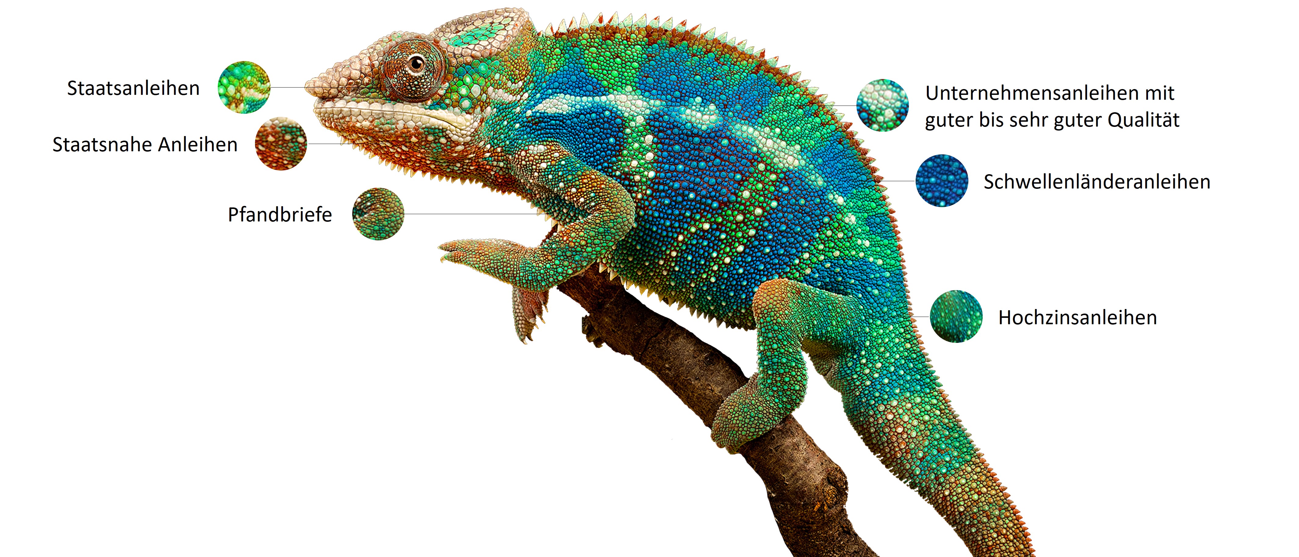 Chamäleon, auf dem - stellvertretend für die sechs Anleiheklassen (Staatsanleihen, staatsnahe Anleihen, Pfandbriefe, Unternehmensanleihen, Schwellenländeranleihen und Hochzinsanleihen) - sechs unterschiedlich farbige Bereiche markiert sind.